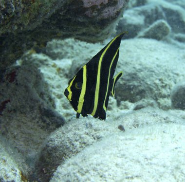 Fransız Melek Balığı (gençlik evresi) resifte otluyor