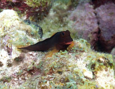 Resifteki Redlip Blenny