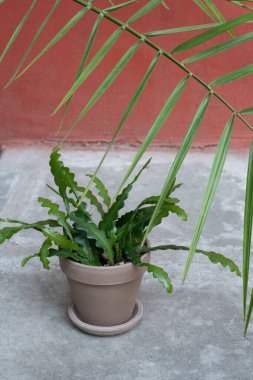 Epiphyllum anguliger seramik bir kapta