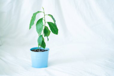 Beyaz arka planda mavi kapta mandalina bitkisi.