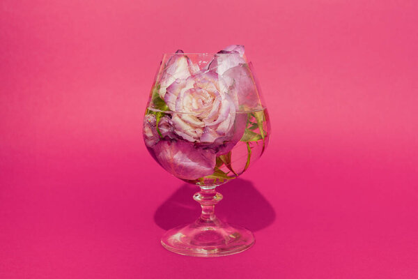 Rose in a glass of water on a pink background