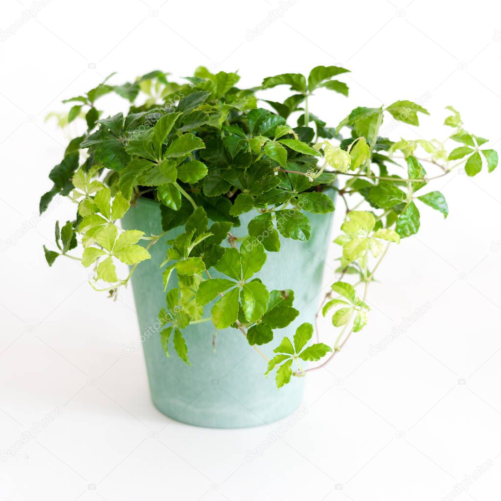 Patrenosizzus ivy in a blue planter on a white background square
