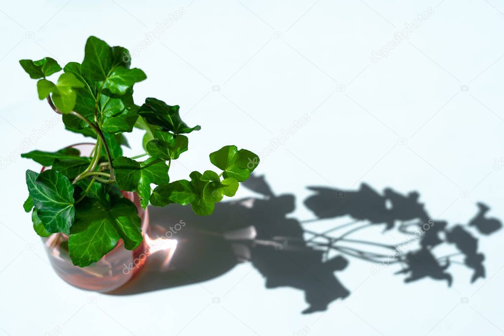Common ivy in a pink vase on a white background