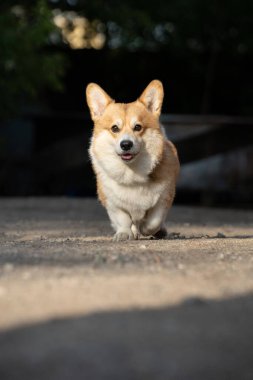 Corgi köpeği güneşli bir günde koşar