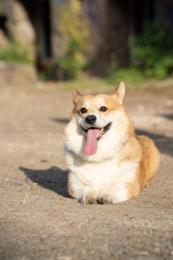 Corgi köpeği güneşli bir günde dili dışarıda yatar.