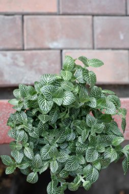 Seramik bir tencerede fittonya