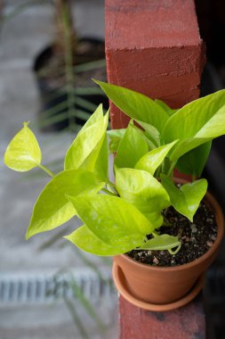 Epipremnum kırmızı basamakta seramik bir tencerede