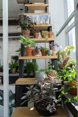 Tradescantia, temel, epipremnum, pencerenin yanındaki ahşap merdivende.