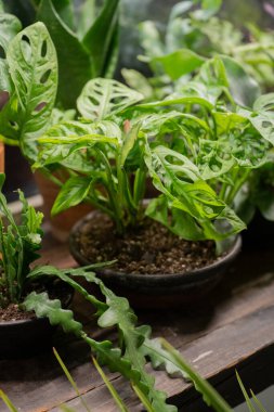 Ahşap pencere pervazında eski bir çömlekte canavar maymun.