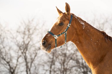 Kahverengi at, güneşli bir günde kar altında serbestçe koşar.