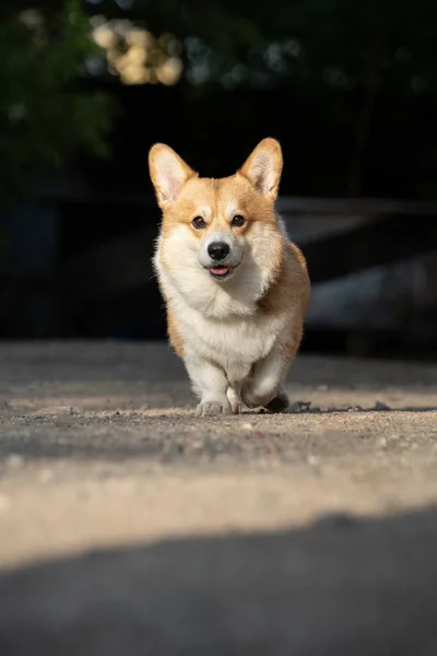 Corgi Pies Biegnie Słoneczny Dzień — Zdjęcie stockowe