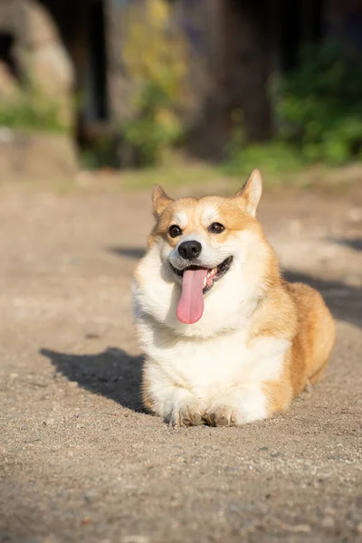 Chien Corgi Gît Avec Langue Qui Sort Par Une Journée — Photo