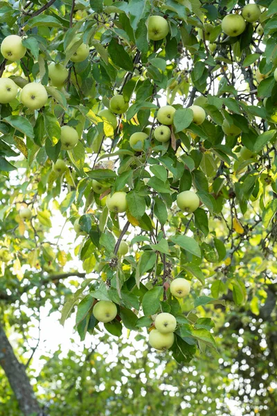 田舎の緑のリンゴ園 — ストック写真