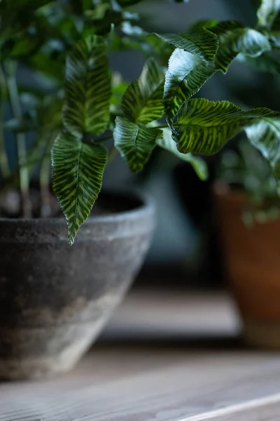 Fern Rak Kayu — Stok Foto