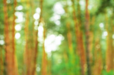 Odaklanamayan doğa ormanı. Doğal yeşillik arka planı. Eko