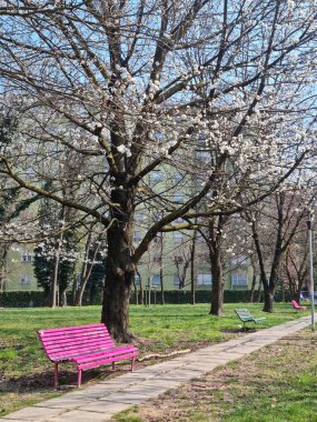 Pembe bankta kadınlara şiddet uygulanıyor.