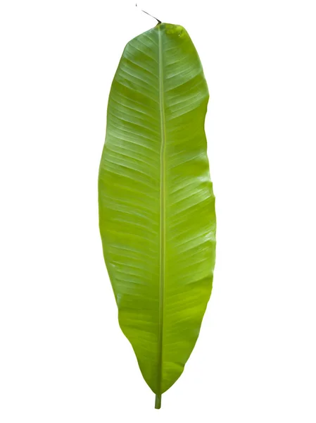 Zelený Banánový List Příroda Zahrady Nebo Lese Centrum Obrazu Izolované — Stock fotografie