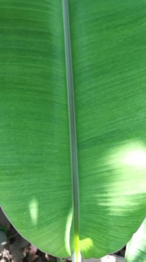 4K görüntüsü, yakın plan. Muz yaprakları Tayland 'da hafif bir rüzgarda dalgalanıyor..