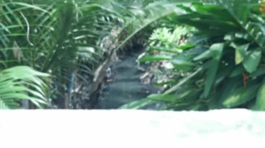 Ağaçtaki yeşil yapraklar.