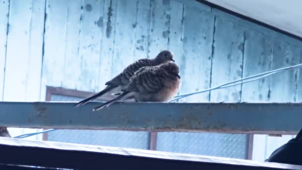 Mężczyzna Kobieta Gołębie Czyste Ich Pióra Balkonie Domu — Wideo stockowe
