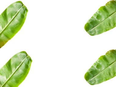 beyaz arkaplanda yeşil yapraklar