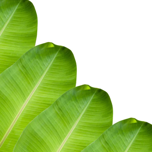 Frische Grüne Bananenblätter Diagonal Ausgerichtet Der Linken Ecke Des Bildes — Stockfoto