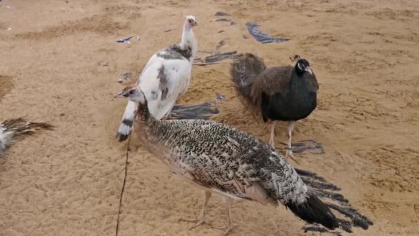 Beyaz Açık Kahverengi Dişi Tavus Kuşu Koyu Kahverengi Bir Erkek — Stok video