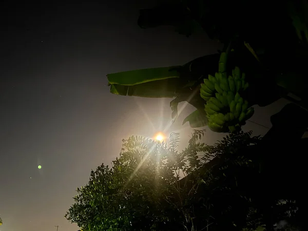 밤에는 보름달이 위에는 렌즈가 있습니다 바나나 나무와 바나나 — 스톡 사진