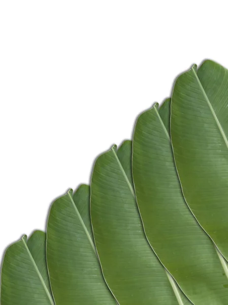 Folhas Banana Verde Parte Sobre Fundo Branco — Fotografia de Stock