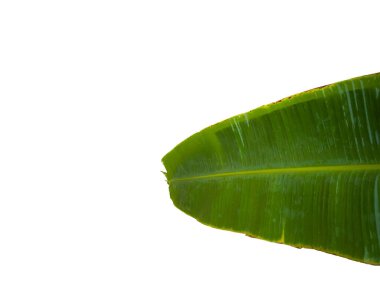 Muz yaprakları (üst kısmı) sulu, beyaz arkaplan ve izole edilmiş 