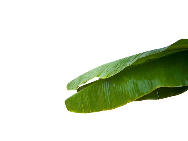 Feuilles Banane Partie Supérieure Humides Avec Eau Avec Une Ombre — Photo