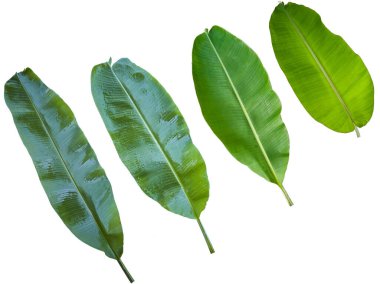 Üst manzara, taze yeşil muz yaprakları (ıslak ve ıslak değil), Tayland 'da tropikal ağaçlar.