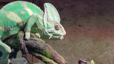 Video 4 K. Chamaeleonidae, Madagaskar ve Afrika 'ya özgü sürüngenler. Bir dala tünemiş. Gözlerini ileri geri yuvarla..