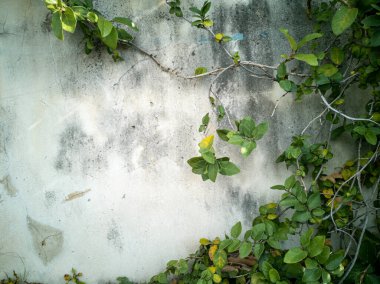 Eski beton duvar zemini ve sarmaşık, boşluğu kopyala.