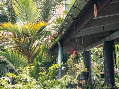 Yağmur damdan damlıyor ve yağmur olukları akıyor. Asya 'da tropiklerin yağışlı mevsiminde.