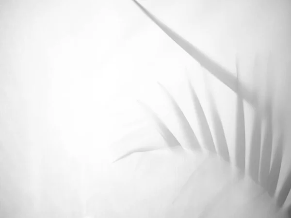 白色帆布正面棕榈或椰子叶后面叶子的倒影 — 图库照片