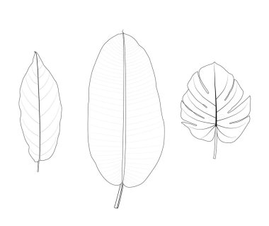 İllüzyon. Muz, portakal ve canavar yaprakları (3). özet, beyaz arkaplan. 