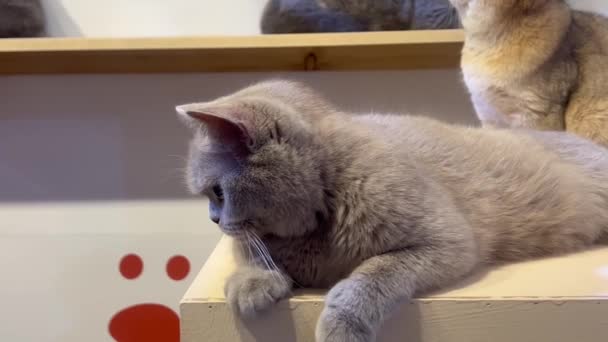 Видеозапись Full Британская Короткошерстная Кошка Отдыхающая Полке — стоковое видео