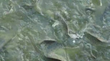 Video Full HD 1080P, Herd of Common Silver Barb Fish (Barbonymus goniotus) su üzerinde ekmek için çırpınıyor.
