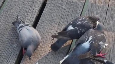 Video Full HD 1080P, Bir güvercin sürüsü (Columba livia) eski ahşap zeminde ekmek yiyor.