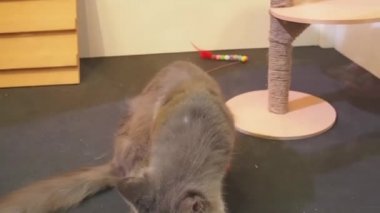 Çekim full HD 1080P. Erkek kedi, Maine Rakun Kedi (Felis catus), büyük tüylü bir kedi, cam bir odada, bir evcil hayvan dükkanında oturuyor..