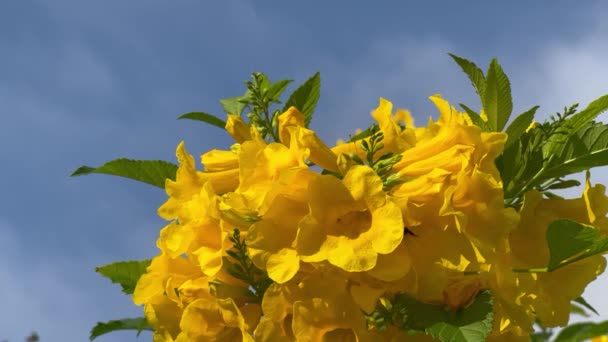 Filmato Full 1080P Angolo Basso Anziano Giallo Tecoma Stans Fiori — Video Stock