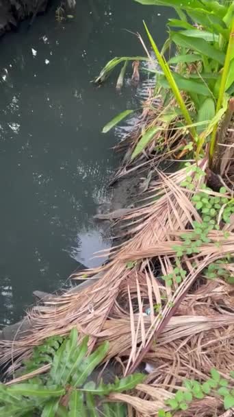 映像フルHd 1080P 共通の水モニター Varanus救助機 運河の海岸から水に入っている小さなもの 熱帯の爬虫類です — ストック動画