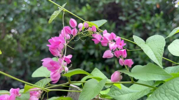 Πλάνα Full 1080P Συμμαχική Άμπελος Antigonon Leptopus Hook Creeper Και — Αρχείο Βίντεο