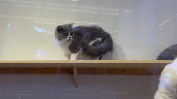 Filmagem Full 1080P Britânico Shorthair Gato Azul Branco Deitado Lambendo — Vídeo de Stock