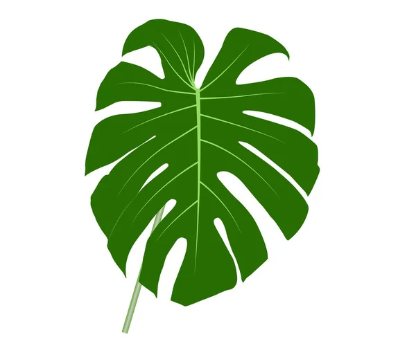 Vektor Och Illustration Monstera Blad Och Stam Grön Vit Bakgrund — Stock vektor