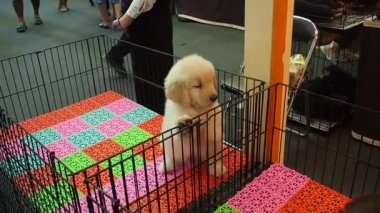 Görüntü tam HD 1080P. Yavru köpekler, köpek kulübesinde oynayan Golden Retriever. Evcil hayvan dükkanında..