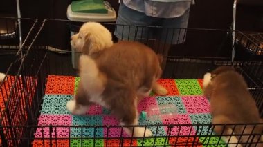 Görüntü tam HD 1080P. Köpek yavruları, Golden Retriever ve köpek kulübesinde oynayan Sibirya Husky. Evcil hayvan dükkanında..