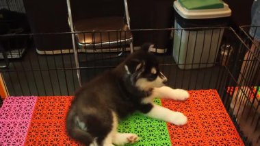 Çekim tam HD 1080P yakın çekim. Yavru köpek, Sibirya Husky 'si köpek kulübesinde dinleniyor. Evcil hayvan dükkanında..