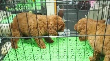 Çekim Full HD 1080P yakın çekim. Soylu köpek, Bichon Frize Brown (Bichon Poodle), evcil hayvan dükkanında bir köpek kulübesinde oynar..